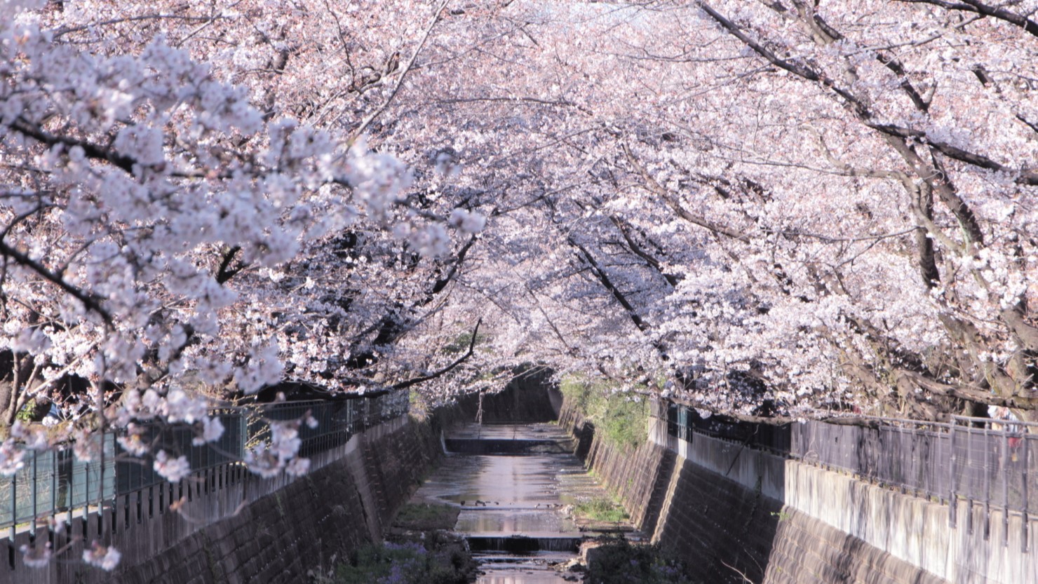 麻生川のさくら