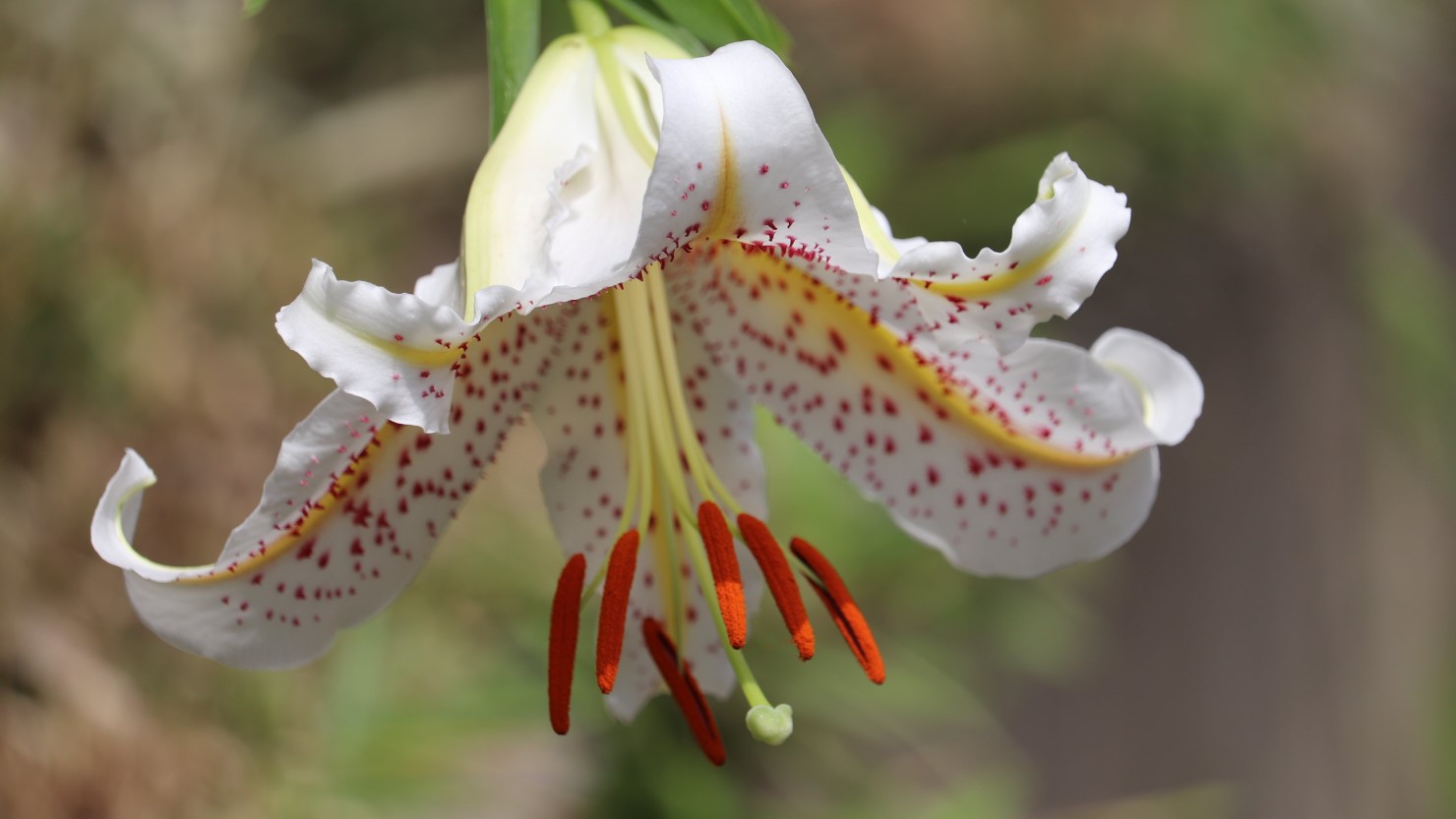 行方市の花は、香り高いヤマユリ