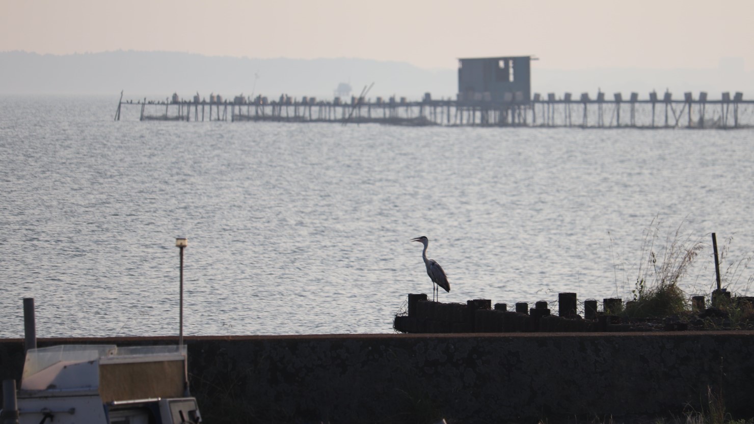 霞ヶ浦と水鳥の様子