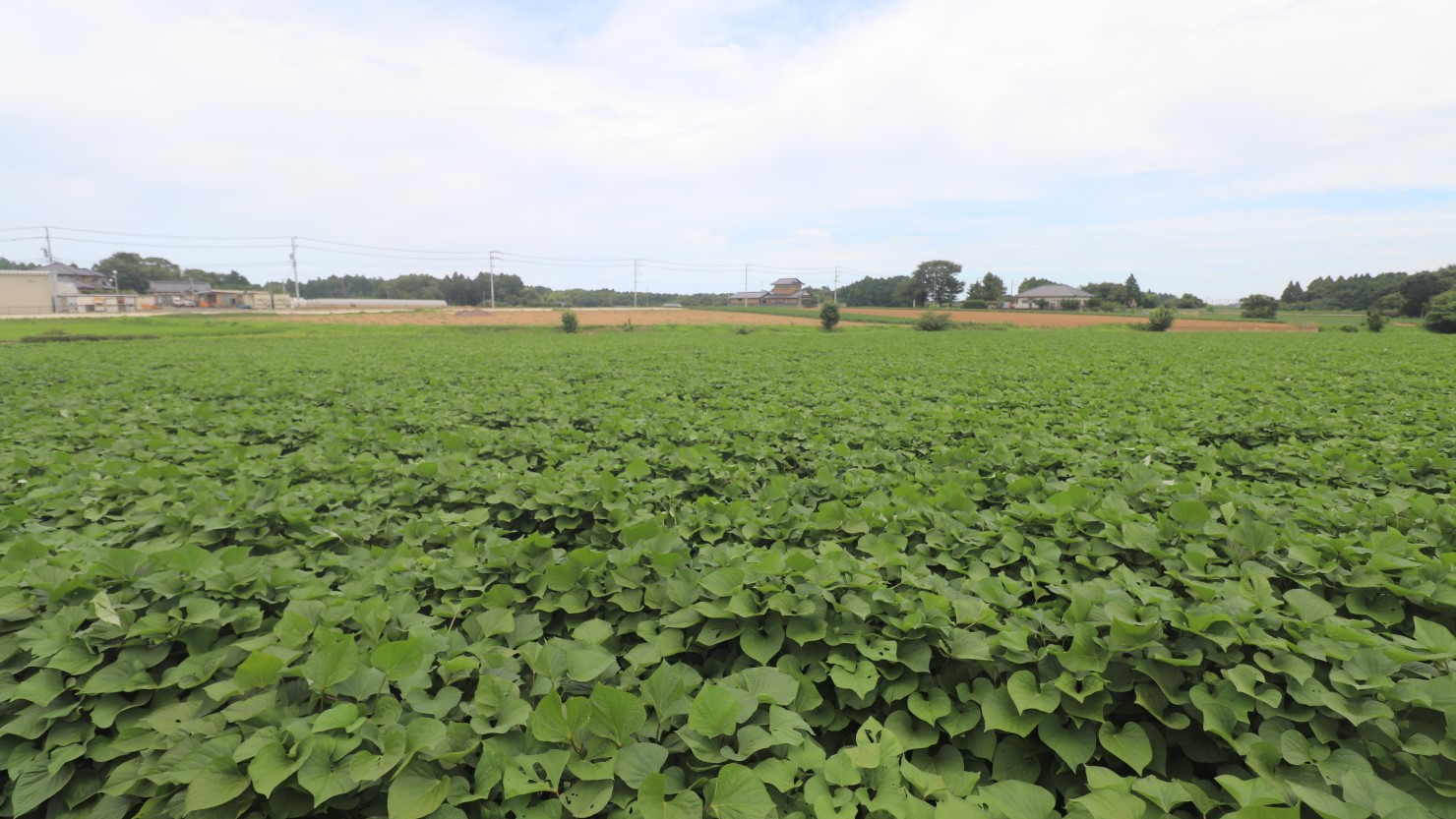 町のいたるところにサツマイモ畑が広がる