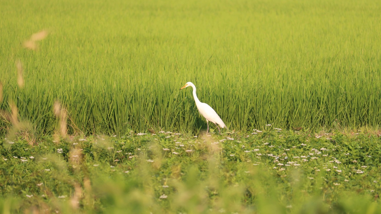 行方市の鳥は、水辺をおおらかに舞う大きなシラサギ