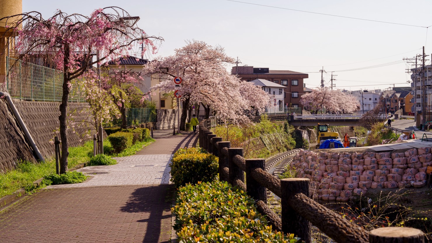 千里川沿いの遊歩道は整備され、さまざまな桜が植えられています。