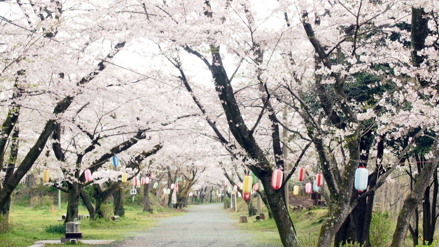 弘法山の桜並木