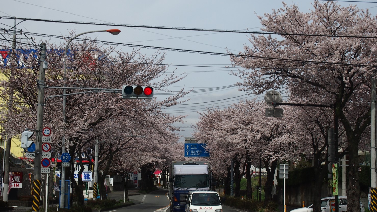 はだの桜みちのソメイヨシノ