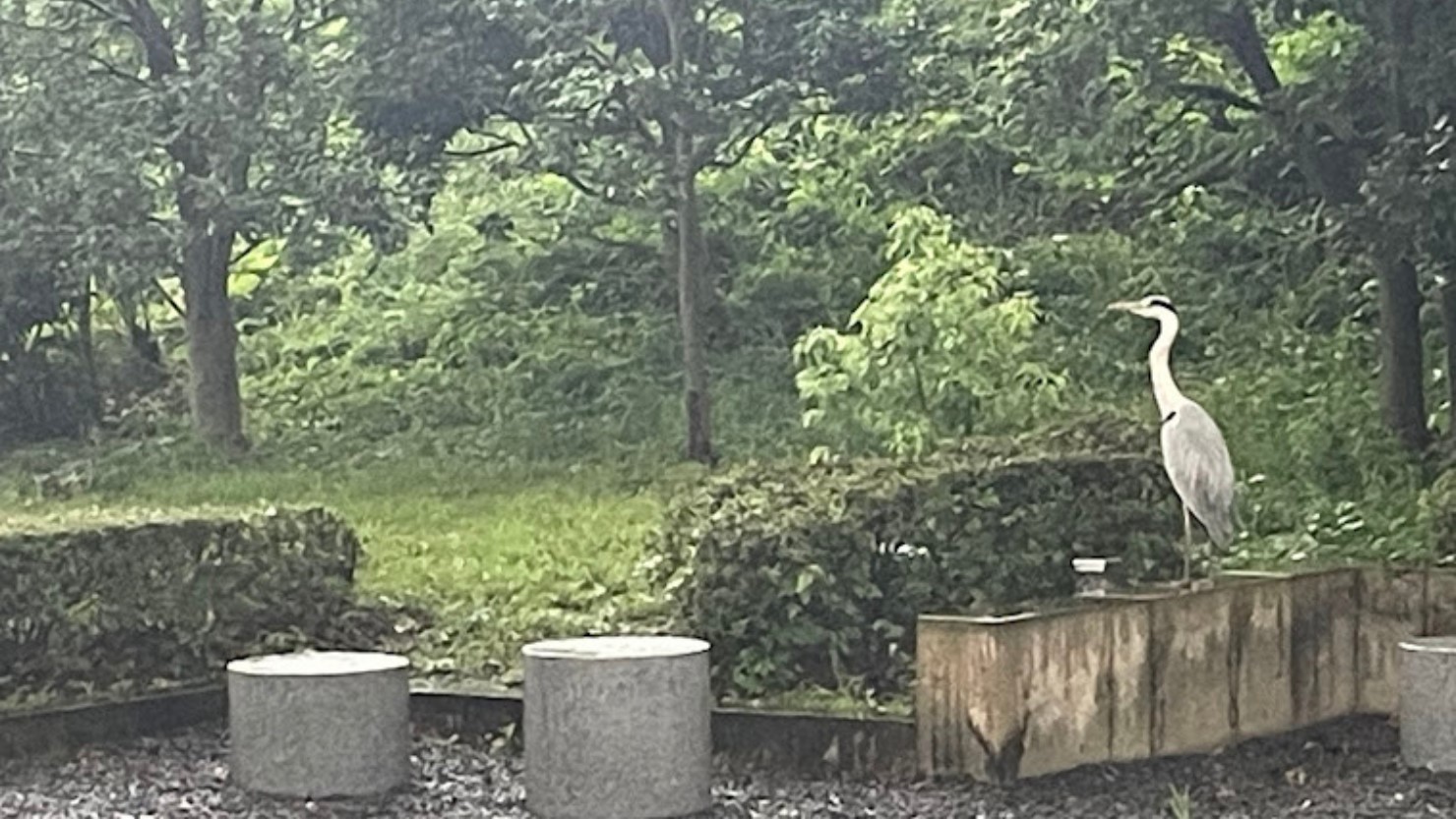 和田倉噴水公園にいた鳥