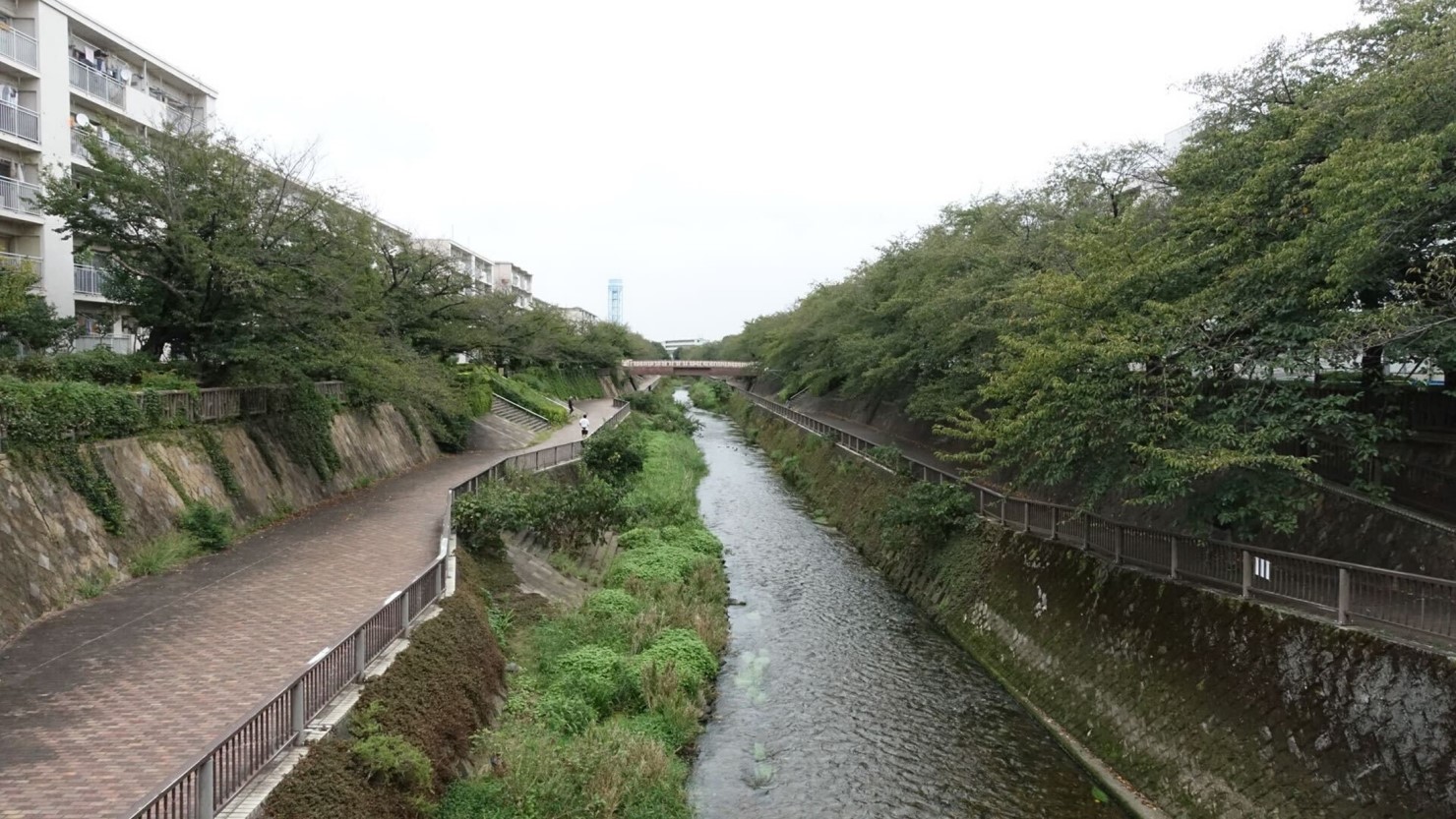 石神井川の様子