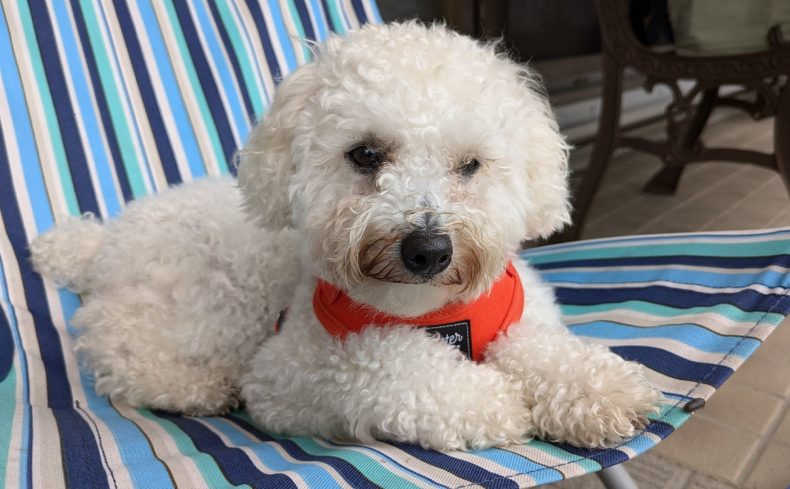 トイプードルを飼ってみよう！飼い方・魅力・特徴を飼い主が紹介