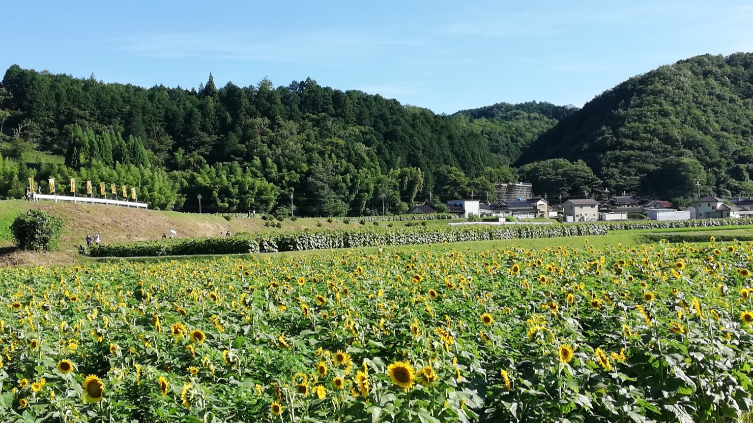 南光ひまわり畑