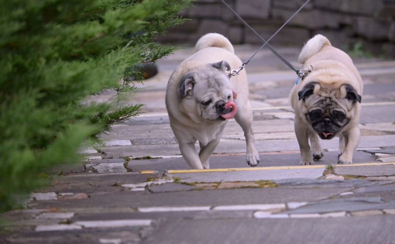 「パグ」を飼ってみよう！飼い主の実体験と飼い方ガイド