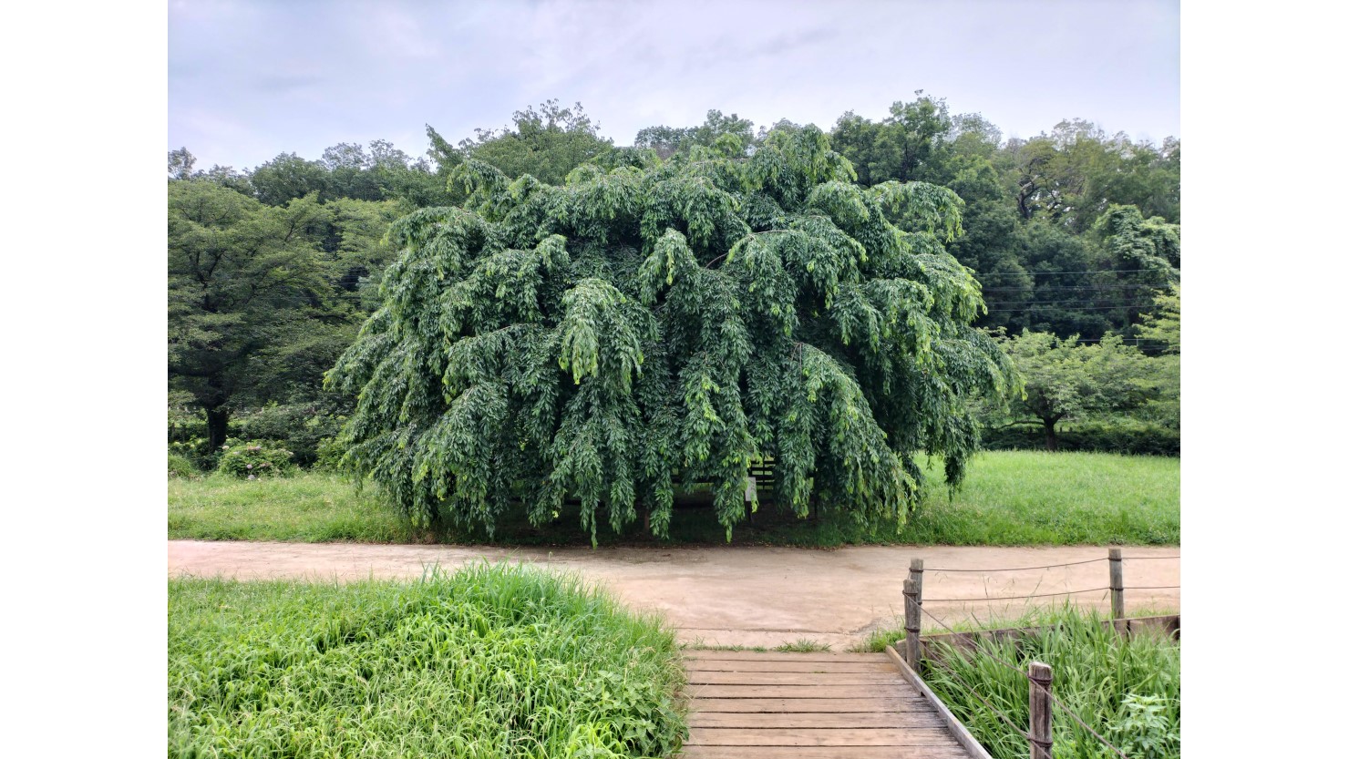 北山公園枝垂れ桜