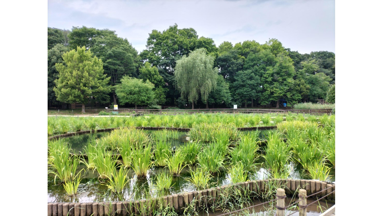 北山公園・菖蒲園