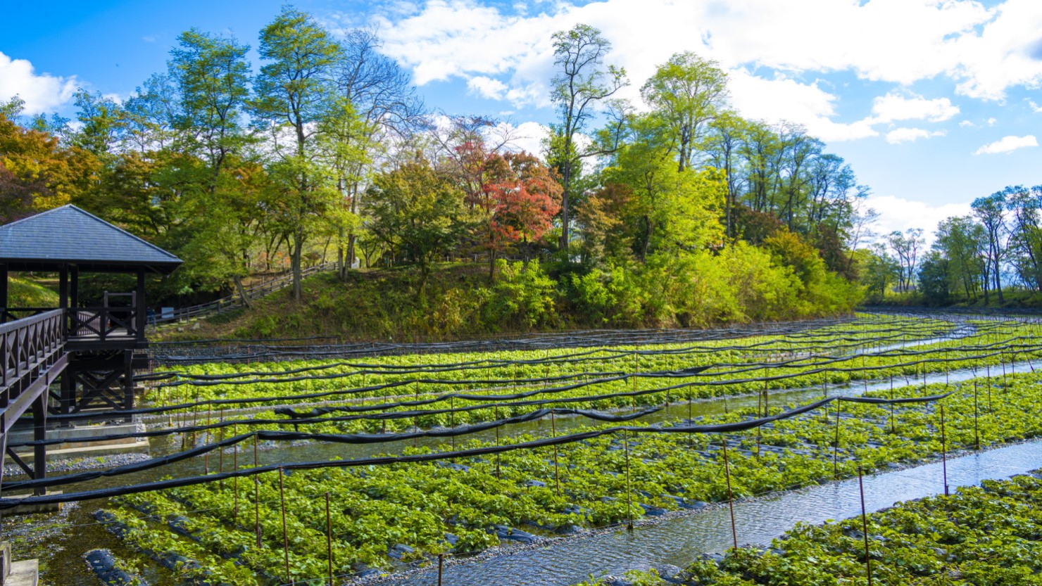 新鮮な野菜が身近にある
