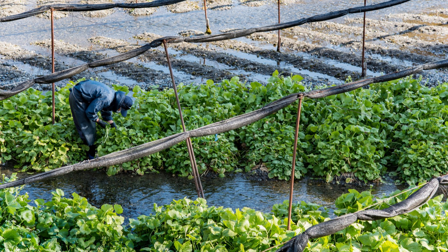 観光業や農業の仕事が豊富