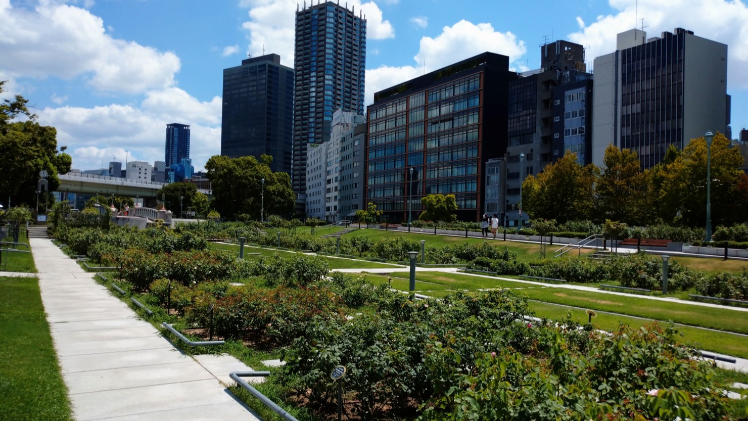 中之島公園のバラ園