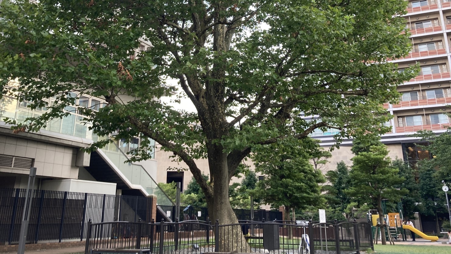 プラタナス公園内にあるプラタナスの木