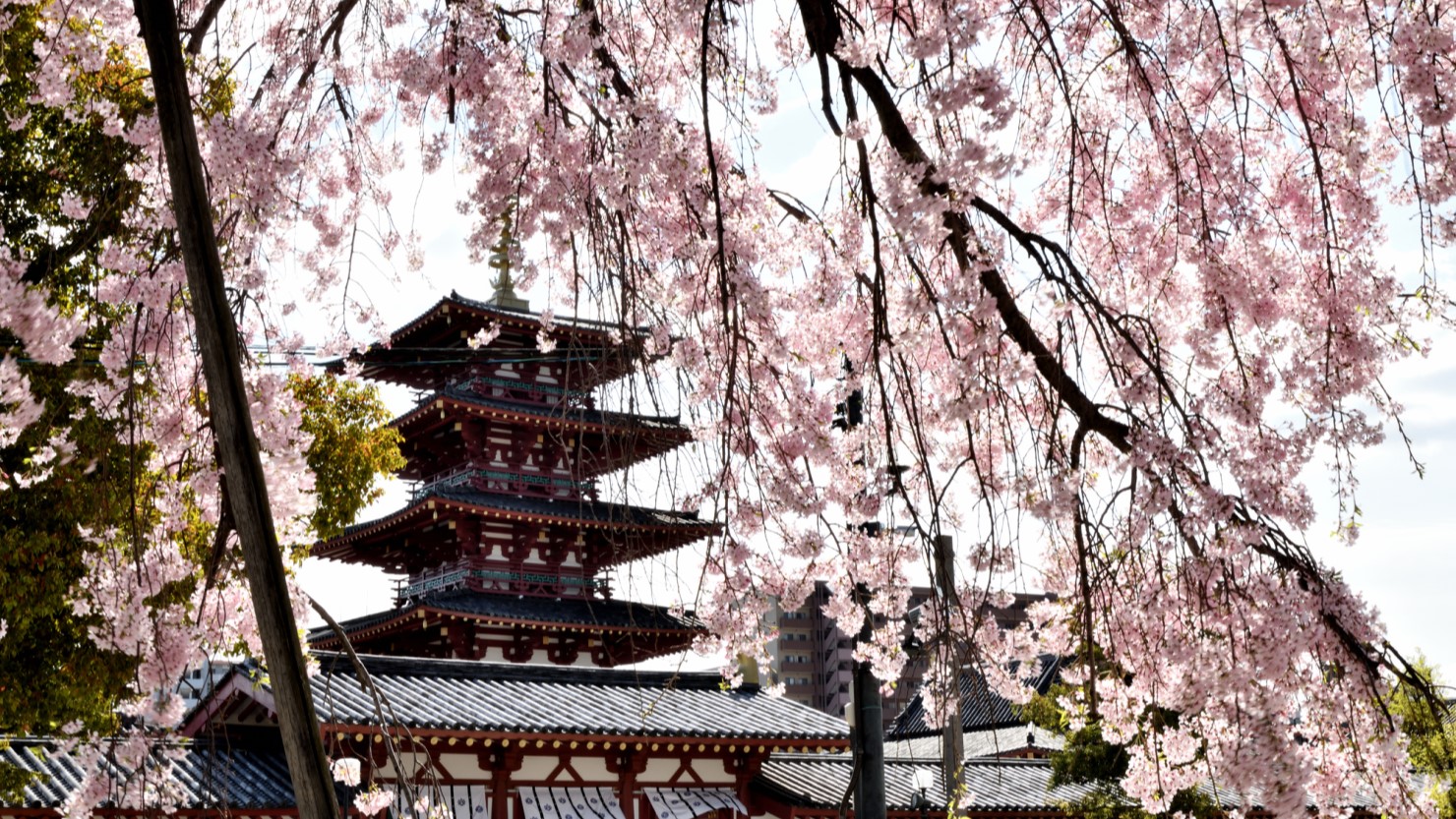 四天王寺には大きなしだれ桜の木があり、春は見どころ