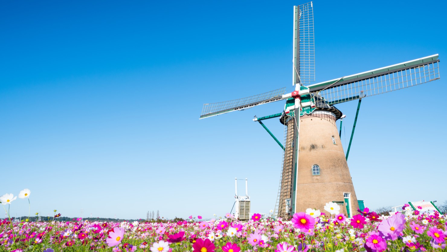 佐倉ふるさと広場 満開のコスモスと風車