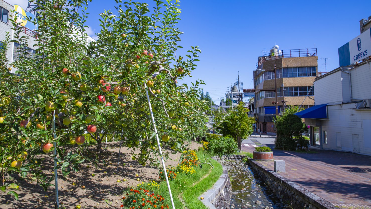 飯田市のりんご並木
