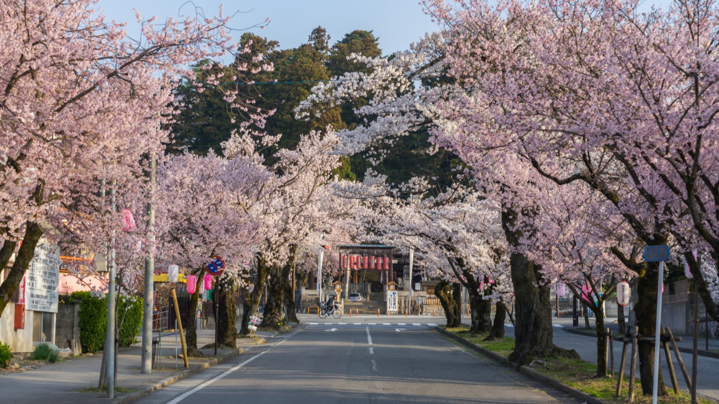 大宮諏訪神社から伸びる桜並木