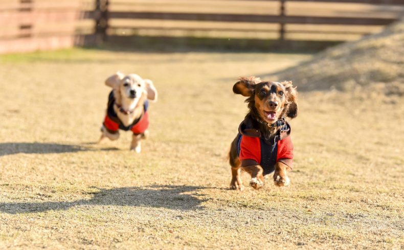 ミニチュア・ダックスフンドを飼ってみよう！飼い方・性格・適した住まいを飼い主が紹介