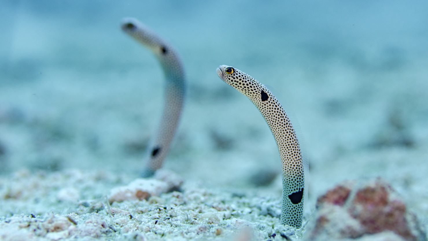 珍しい深海生物に子どもも大興奮
