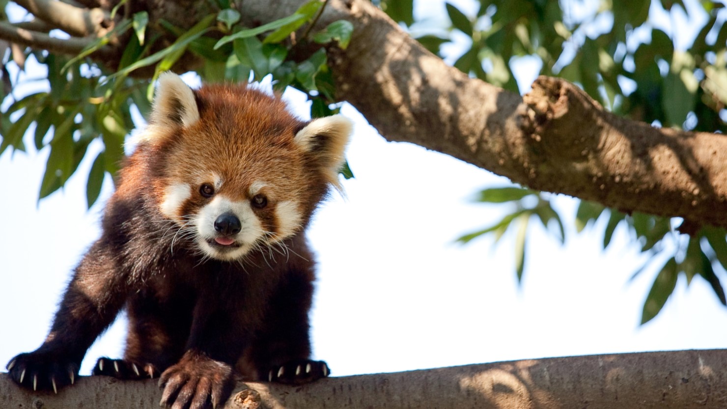 レッサーパンダが人気の日本平動物園