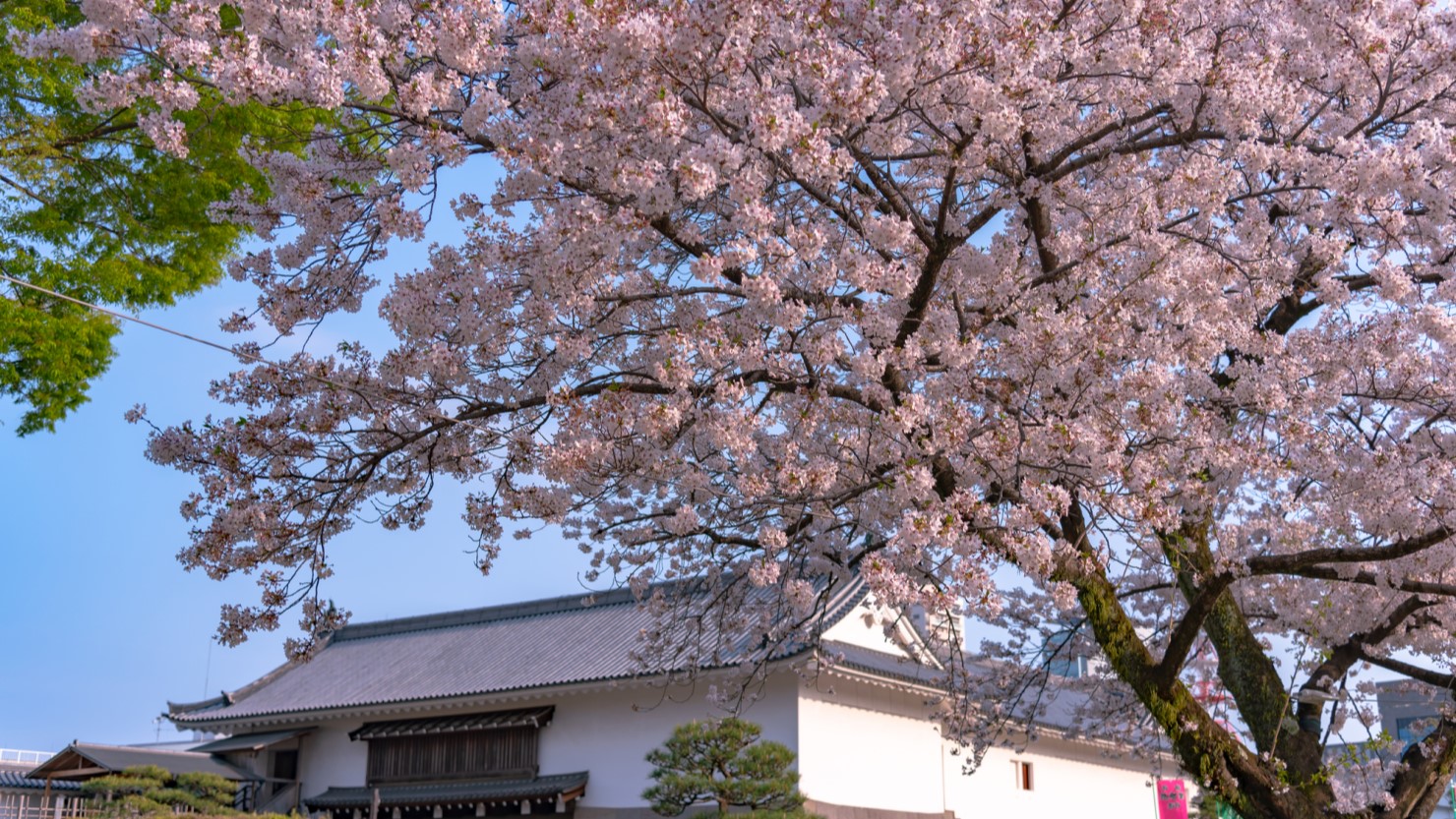 遊具の楽しめる駿府城