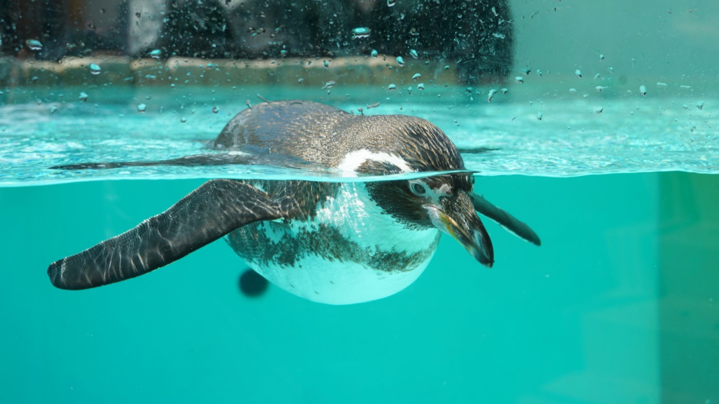 日本初の海中水族館はいるかとの触れ合いも可能