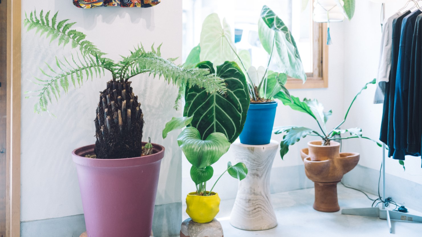 店内の植物のほとんどは谷町六丁目にある「abcde」で購入。最近で一番のお気に入りは、青い鉢に植えられたアンスリウム