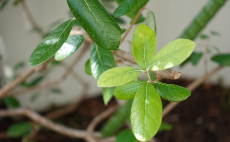 「フェイジョア」を育てよう！植物好きの私が体験をもとに育て方や魅力を紹介