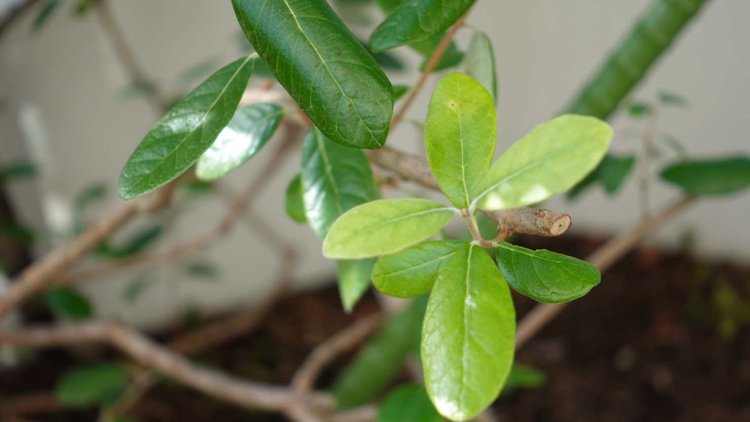 「フェイジョア」を育てよう！植物好きの私が体験をもとに育て方や魅力を紹介