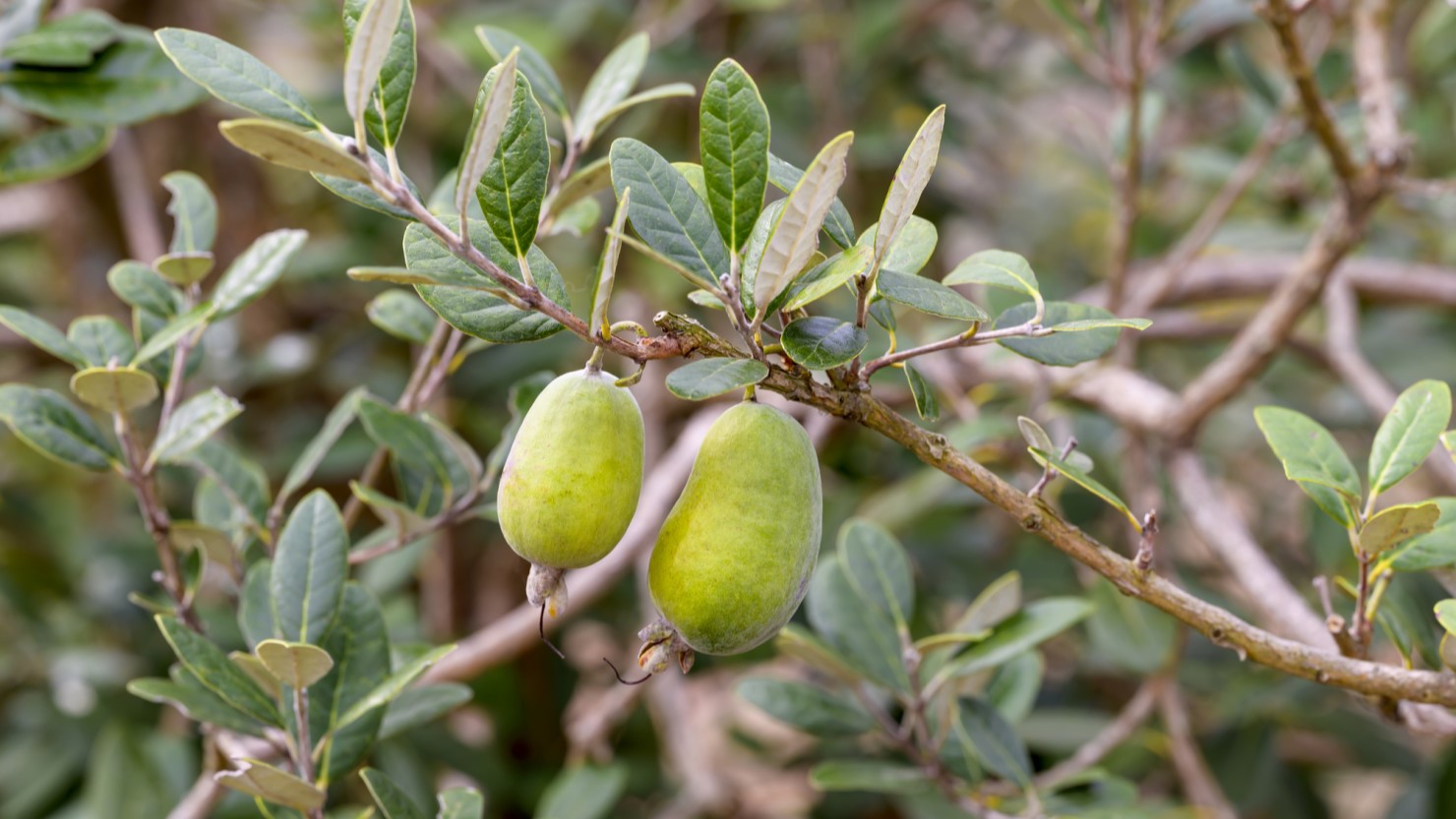 フェイジョアの果実