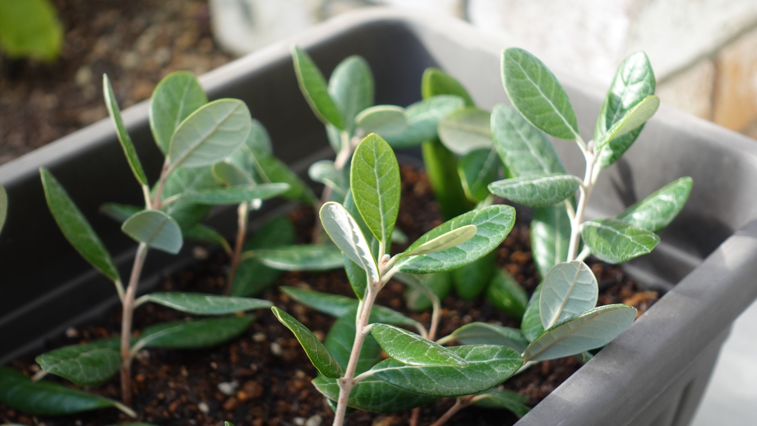 始めは鉢植えからフェイジョアを育てる