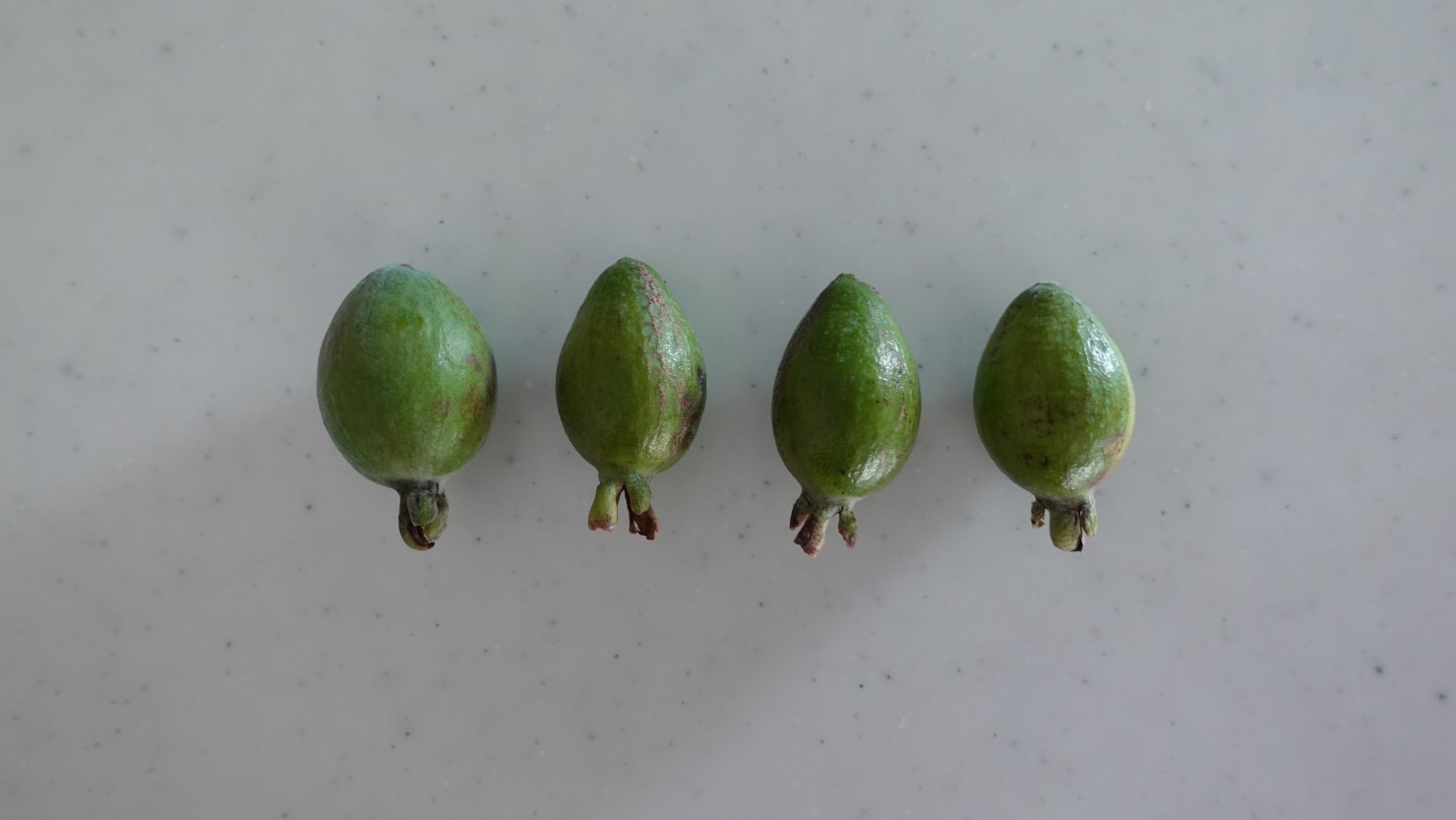 収穫したフェイジョアの実
