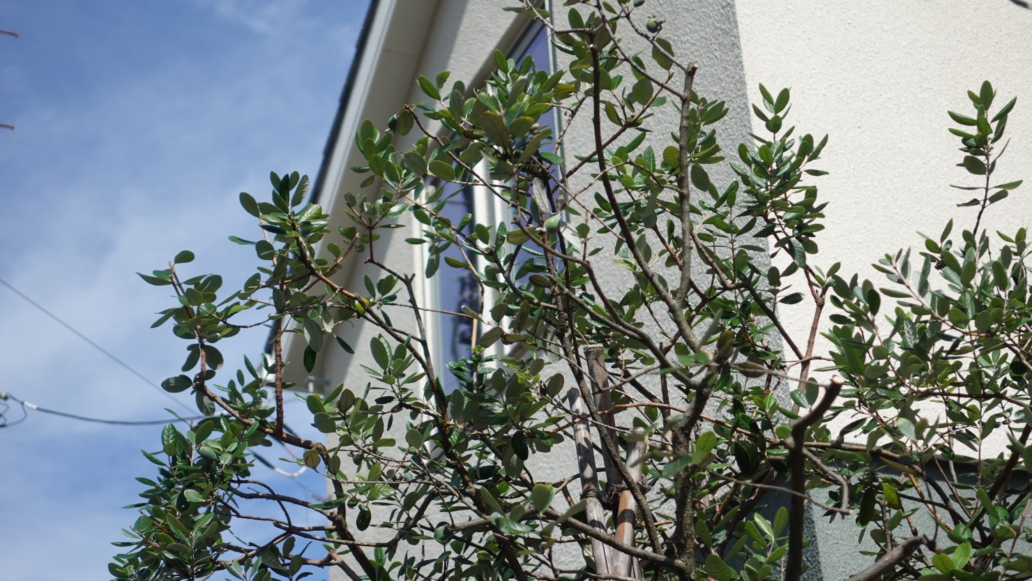 わが家の庭で育つフェイジョア