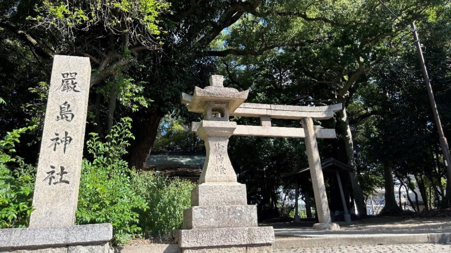 厳島神社の大きなクスノキ
