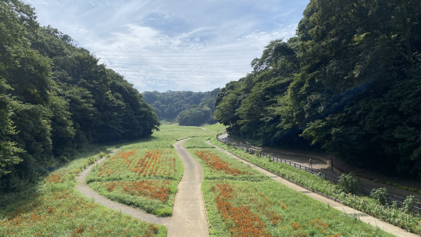 くりはま花の国・コスモスが咲き始めた広場