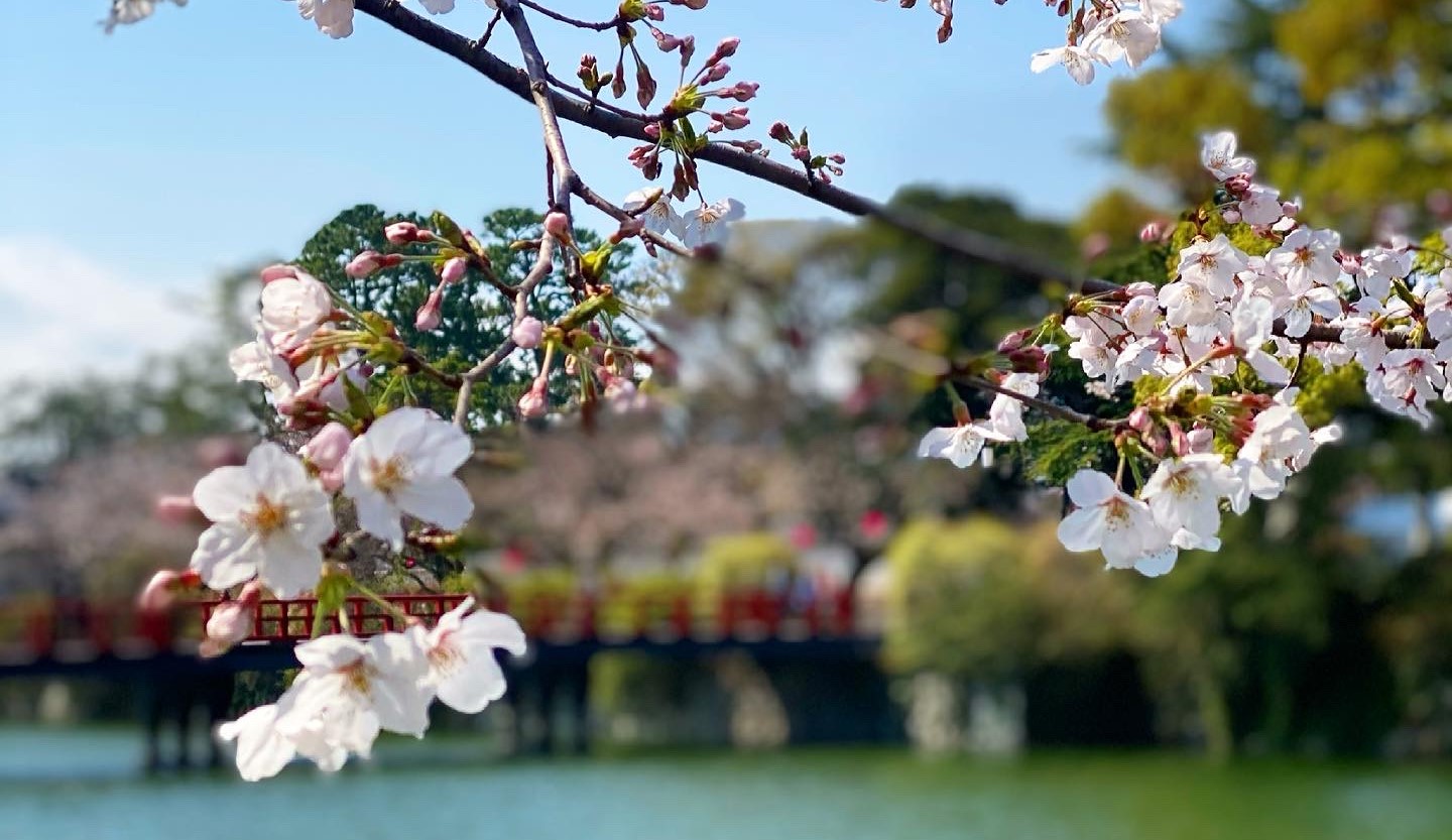 小田原城周辺に咲く桜