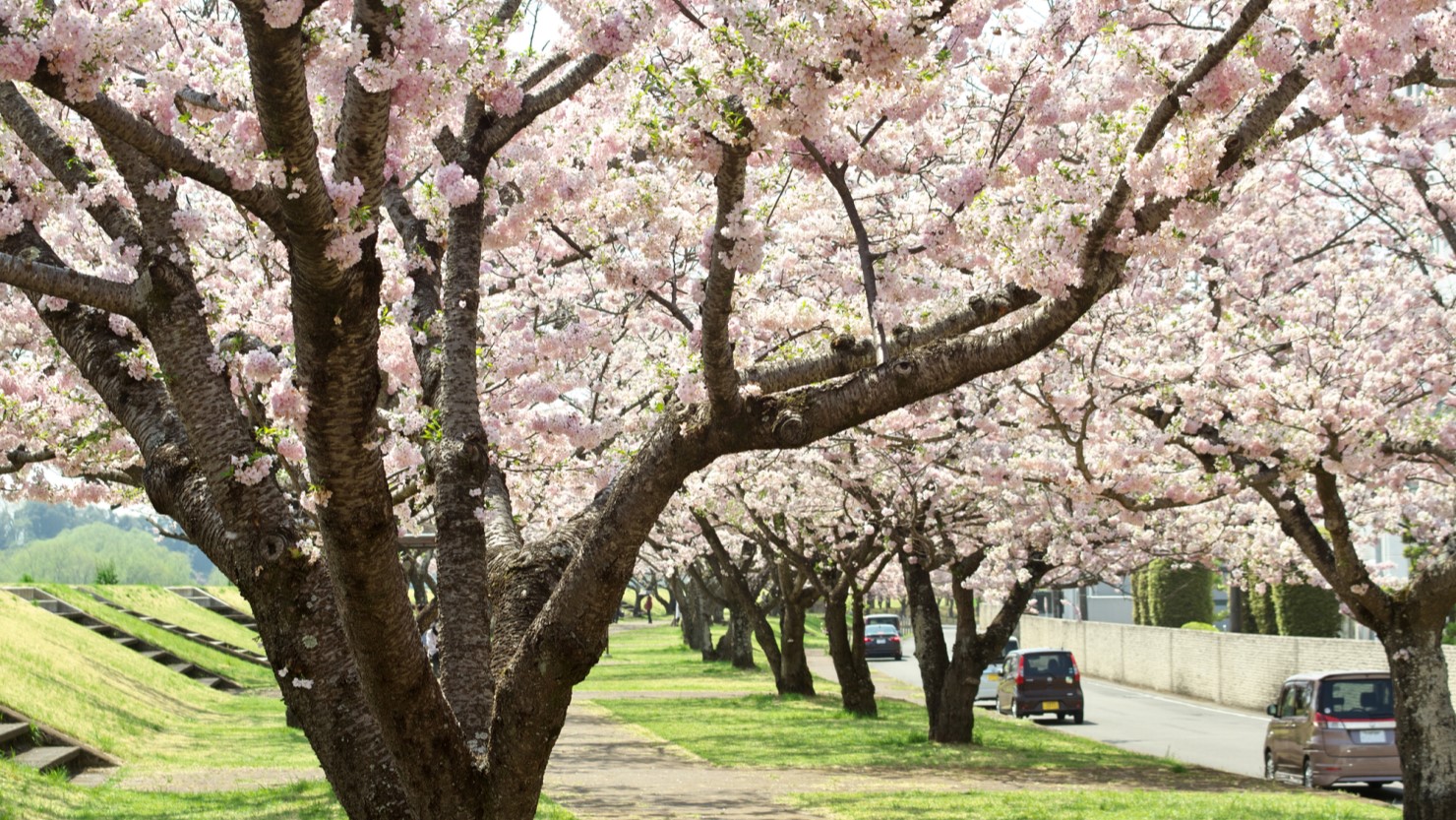 満開の思川桜堤