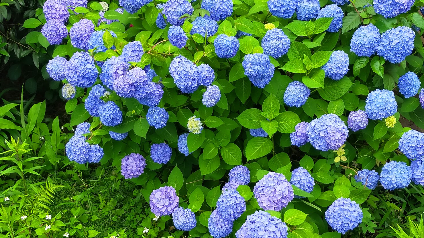 梶が谷に咲く紫陽花