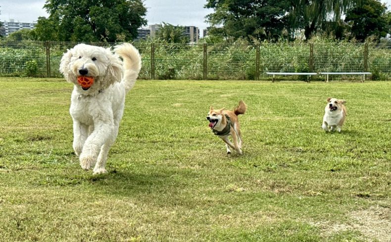 荒川運動公園（埼玉県川口市）のドッグランで愛犬と遊ぼう！～椎名前太の犬と楽しむ公園ガイド