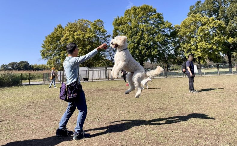 大間木公園（さいたま市）のドッグランで愛犬と遊ぼう！～椎名前太の犬と楽しむ公園ガイド