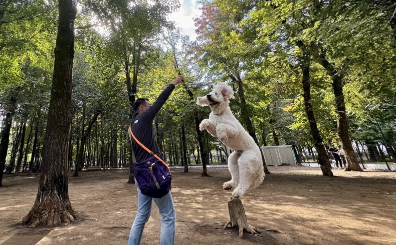 城北中央公園（練馬区・板橋区）のドッグランで愛犬と遊ぼう！～椎名前太の犬と楽しむ公園ガイド