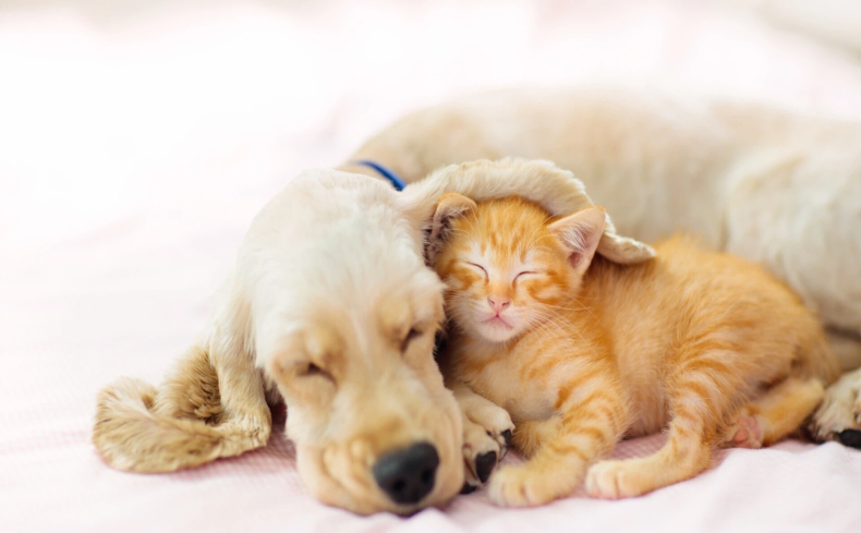 ペット（犬・猫）を飼うならどんな家？人気の物件や設備、注意点をハウジングアドバイザーに聞きました