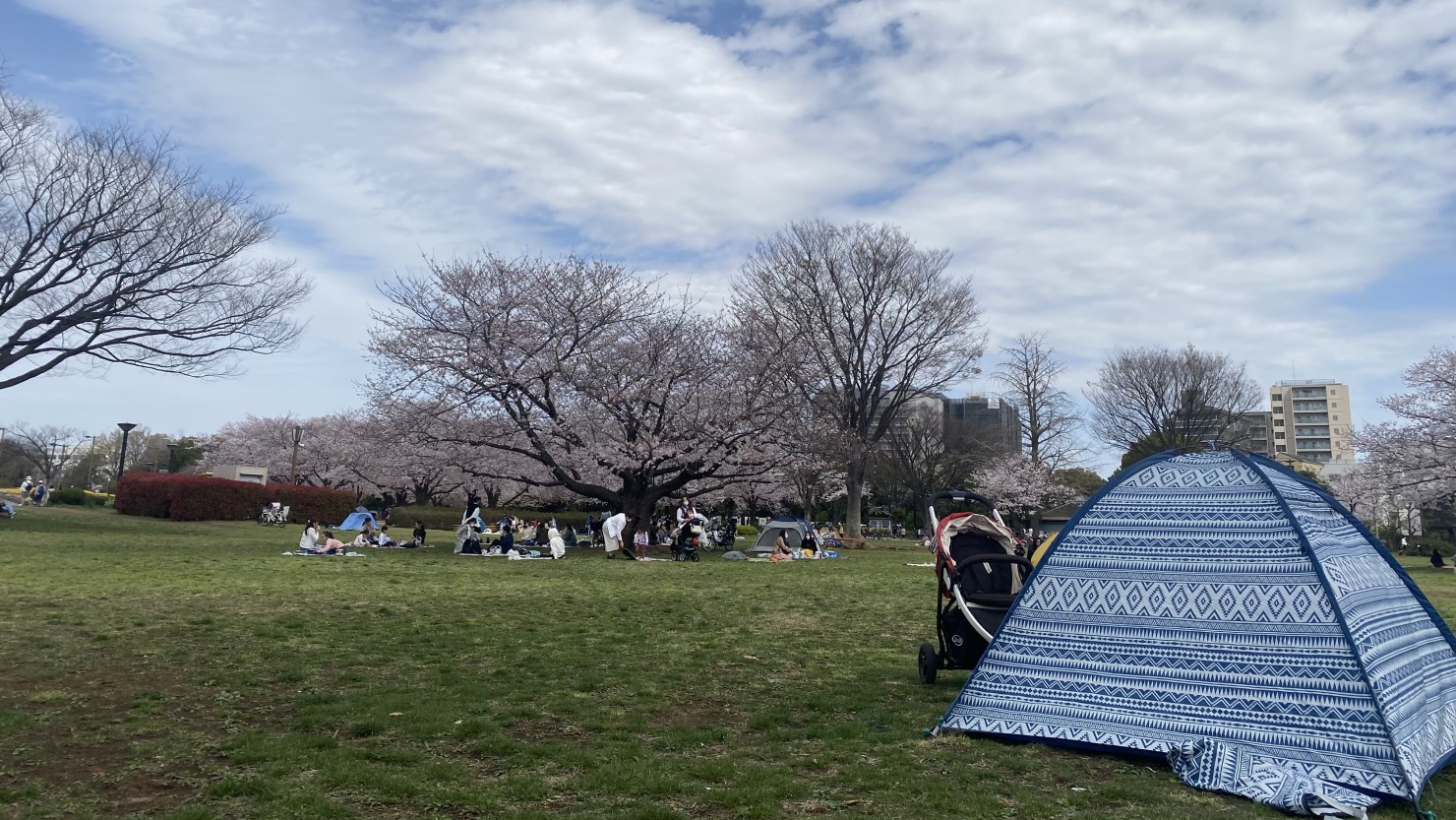 桜開花時の木場公園