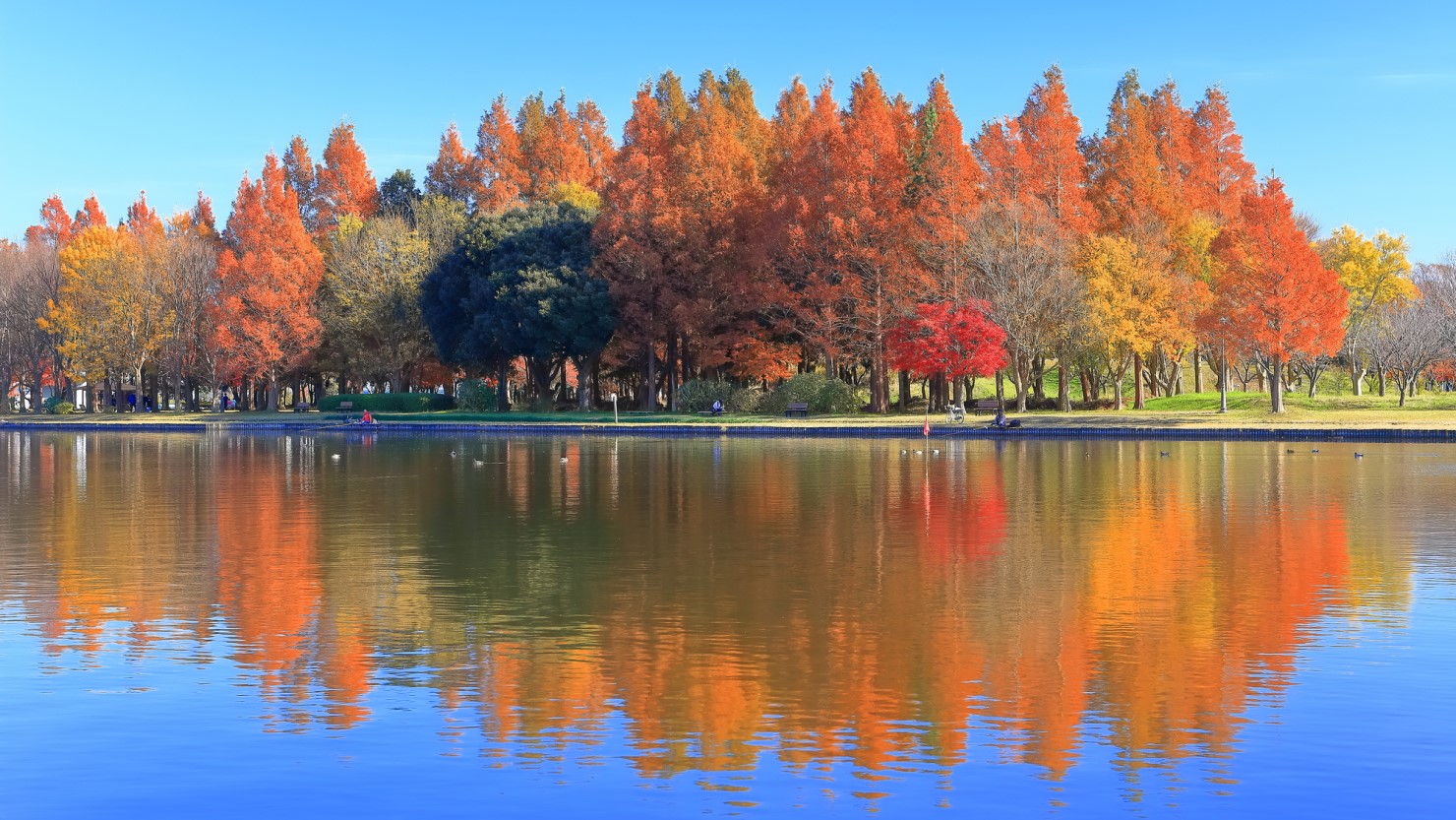 みさと公園（水元公園）の紅葉
