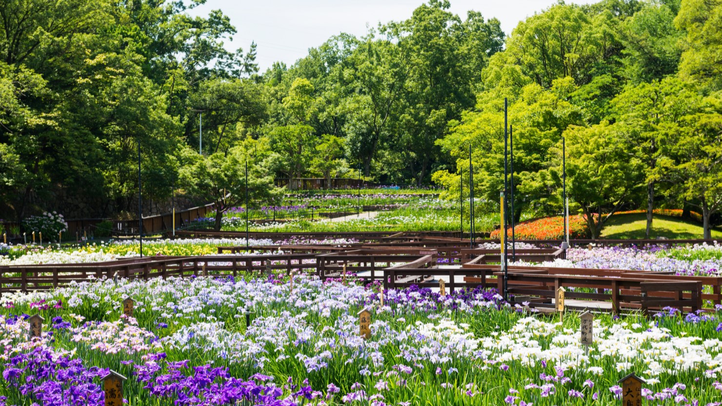 山田池公園の菖蒲園