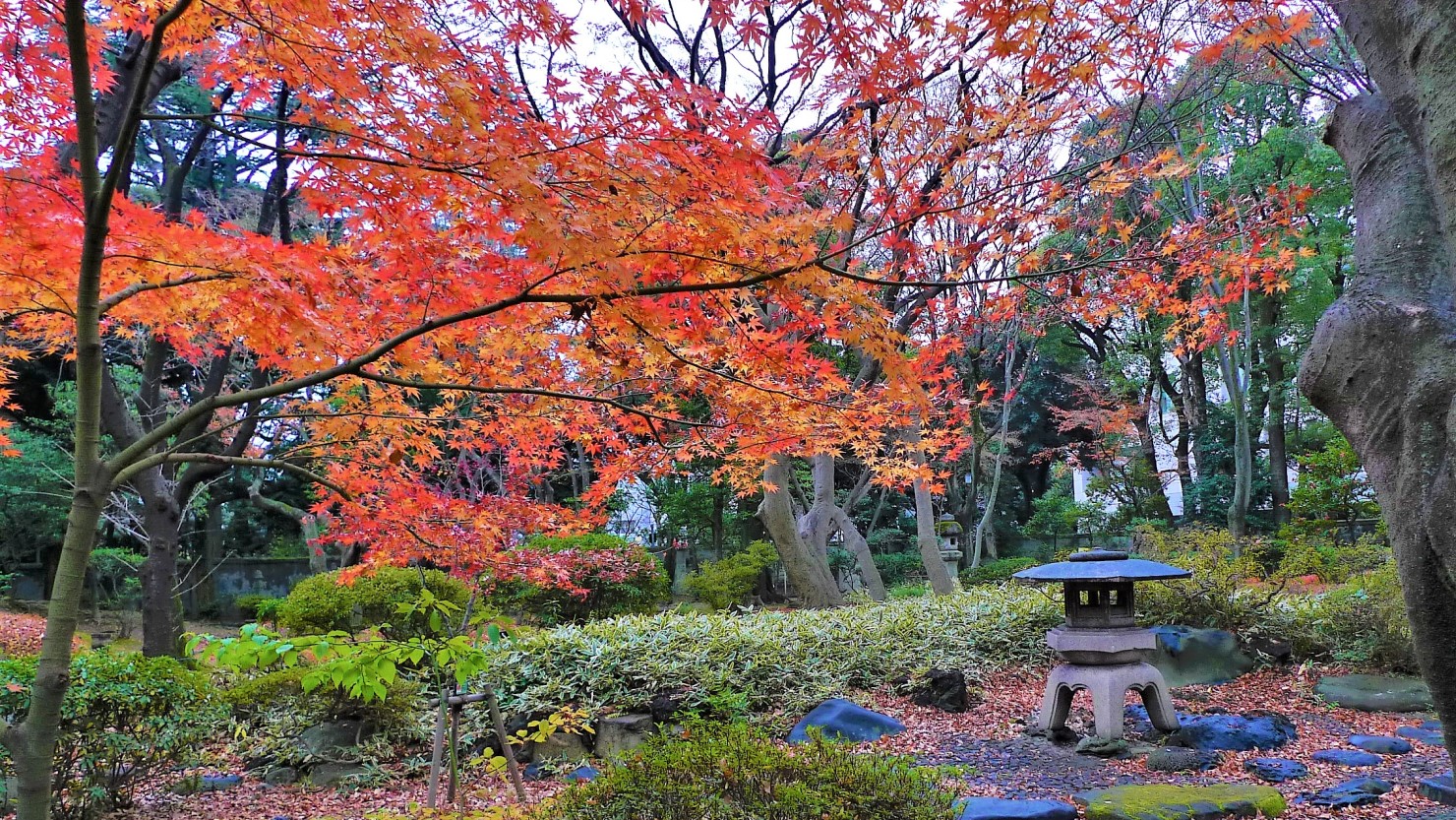野趣あふれる武蔵野の奥座敷「殿ヶ谷戸庭園(国分寺市)」-第8回