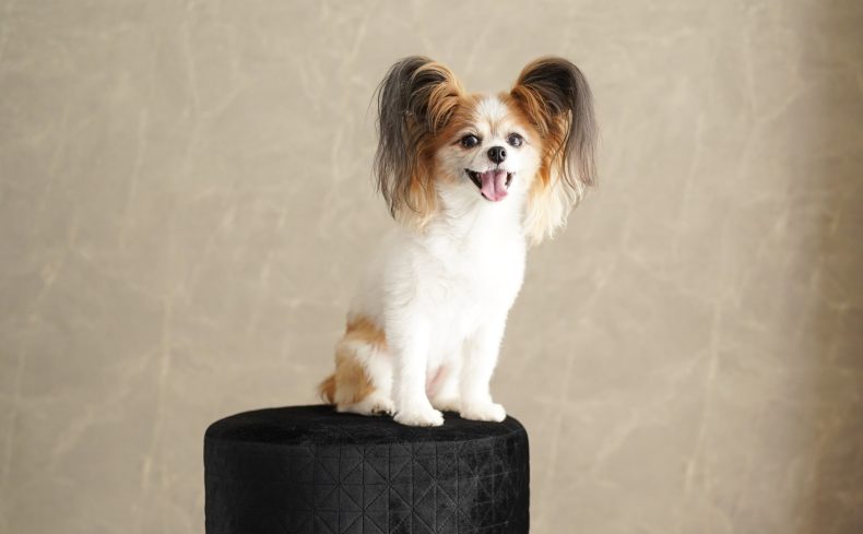 「パピヨン」ってどんな犬？飼い方や特徴、適した住居を飼い主が紹介