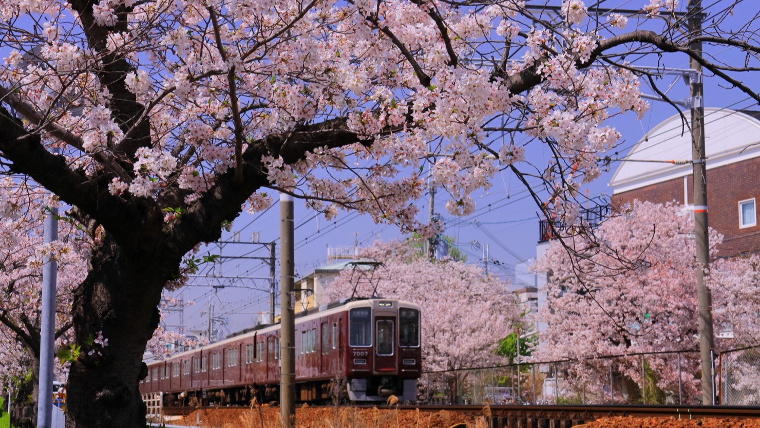 武庫之荘駅近くの桜並木を走る阪急電車